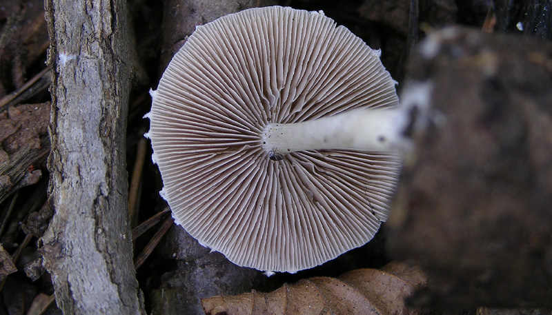 Psathyrella  e Lepiota sp.